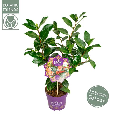 Camellia 1001 SUMMER NIGHTS