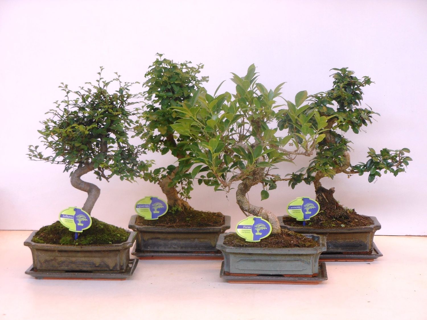 Bonsai MIX — Plant Wholesale FlorAccess
