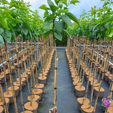 Syringa vulgaris 'Andenken an Ludwig Späth'