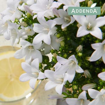 Campanula portenschlagiana AMBELLA WHITE