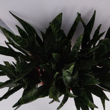 Sansevieria trifasciata 'Black Coral'