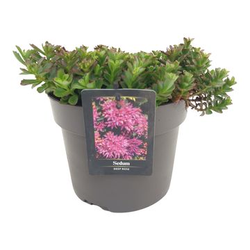 Sedum spurium SPOT ON DEEP ROSE
