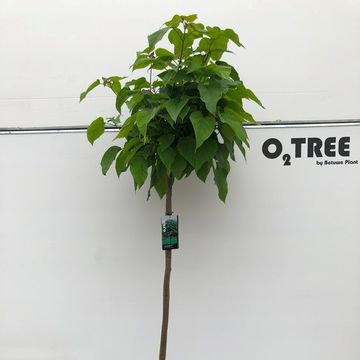 Catalpa bignonioides 'Nana'