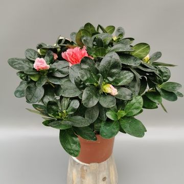 Rhododendron 'Vogel Luntera'