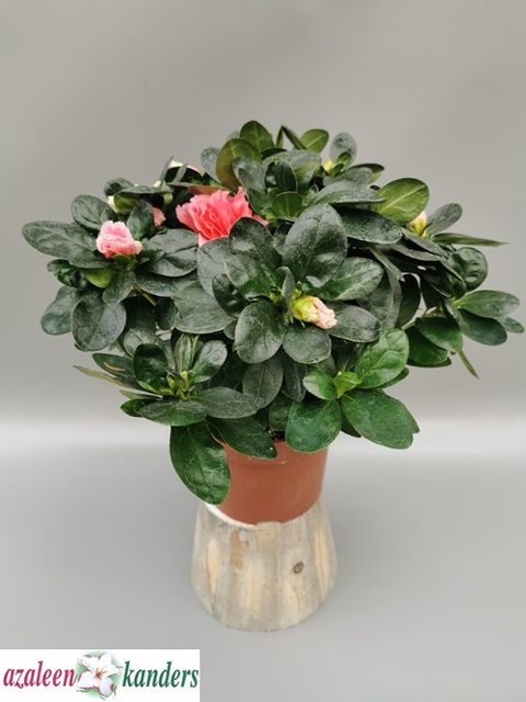 Rhododendron 'Vogel Luntera'