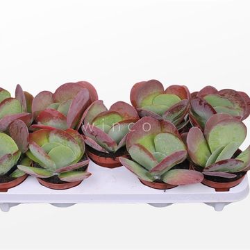 Kalanchoe thyrsiflora