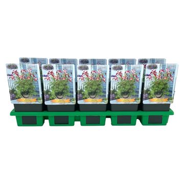 Aquilegia 'Crimson Star'