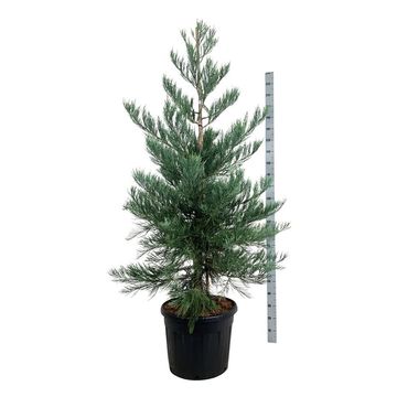 Sequoiadendron giganteum 'Powdered Blue'