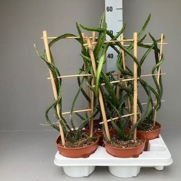 Selenicereus atropilosus