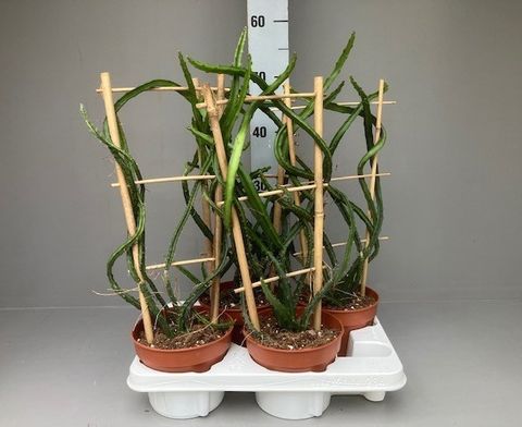 Selenicereus atropilosus