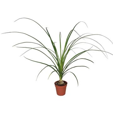 Beaucarnea recurvata