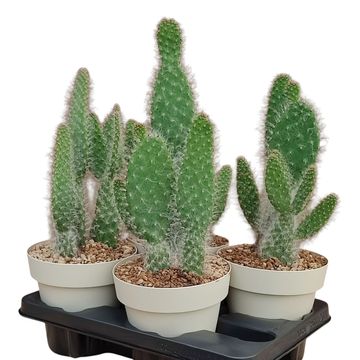 Opuntia engelmannii 'Boskowitz'