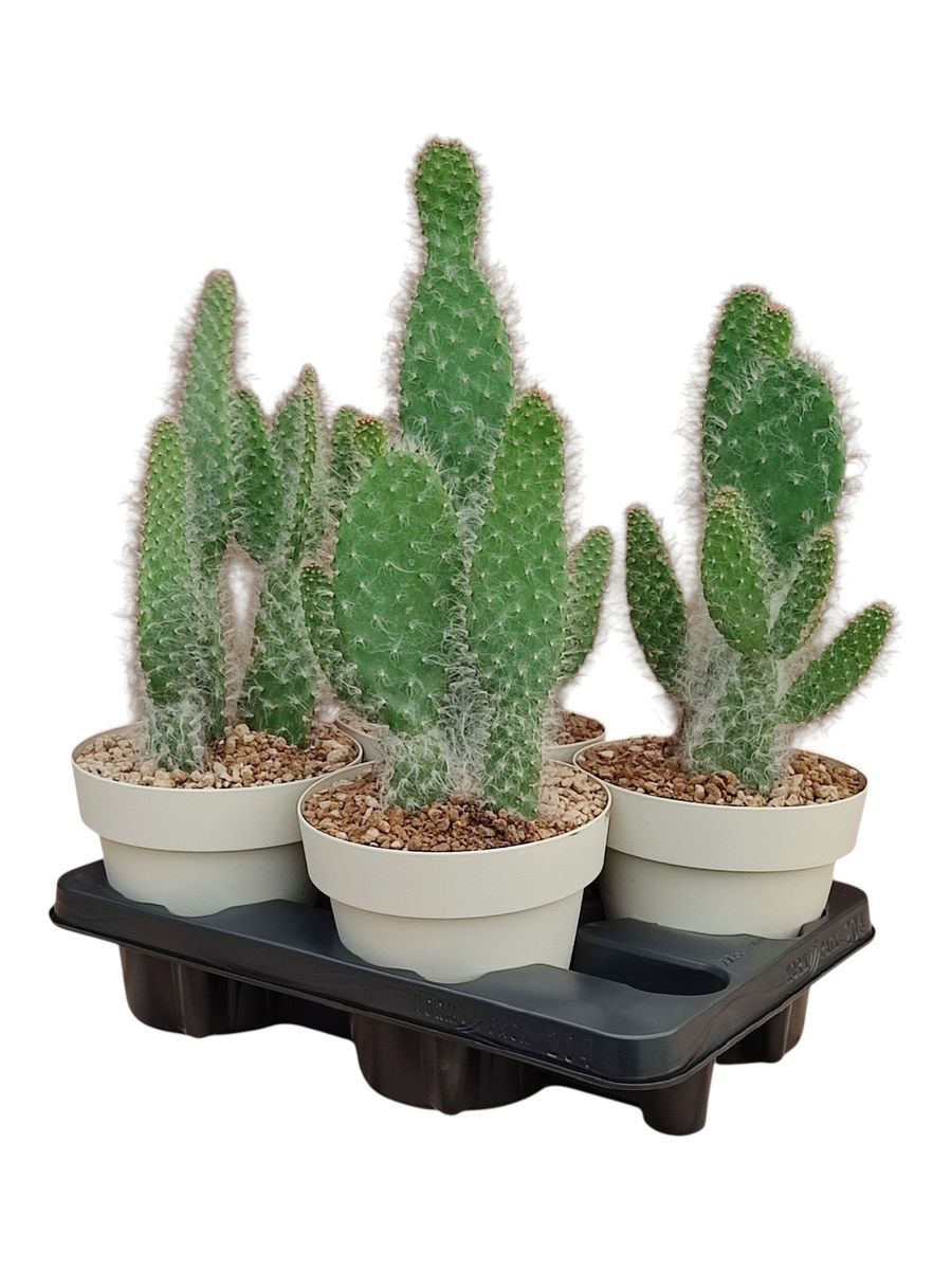 Opuntia engelmannii 'Boskowitz' — Plant Wholesale FlorAccess