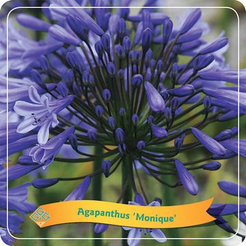 Agapanthus 'Monique'