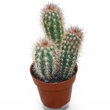 Pilosocereus gounellei