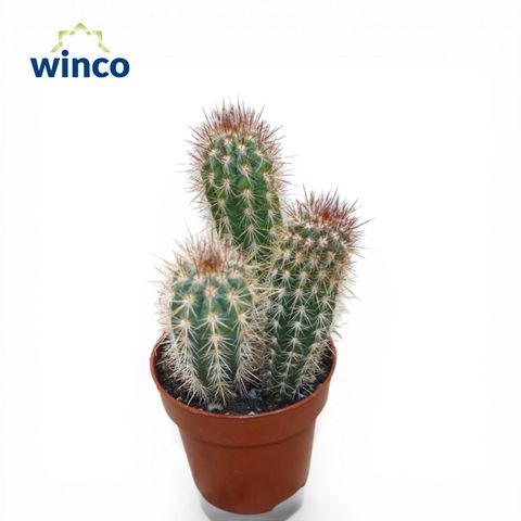 Pilosocereus gounellei