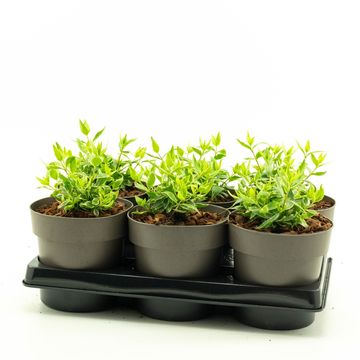 Abelia x grandiflora LUCKY LOTS