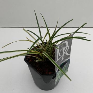 Liriope muscari 'Variegata'