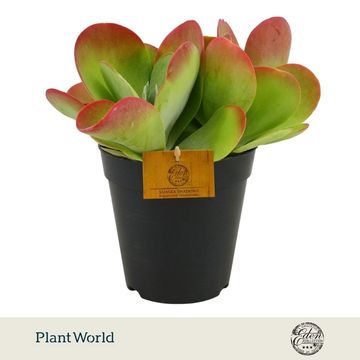 Kalanchoe thyrsiflora