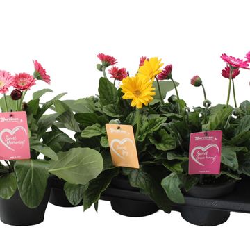 Gerbera GARVINEA MIX
