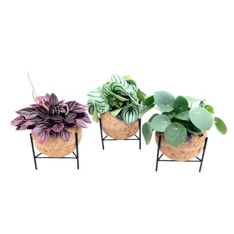 Houseplants MIX