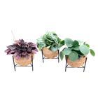 Plantes d'interieur MIX