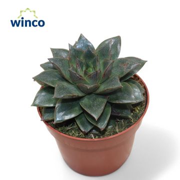 Echeveria 'Purpurea'