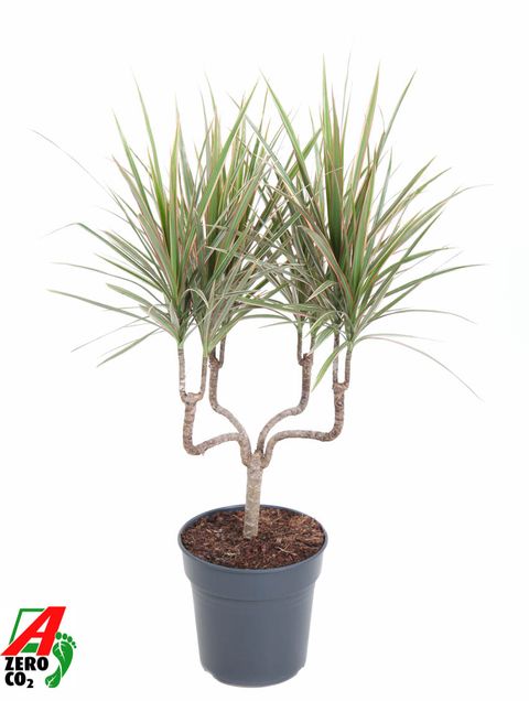 Dracaena marginata 'Bicolor'