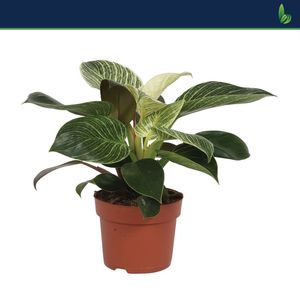 Philodendron BIRKIN / WHITE MEASURE (Bunnik Plants)