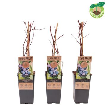 Vaccinium corymbosum 'Jersey'