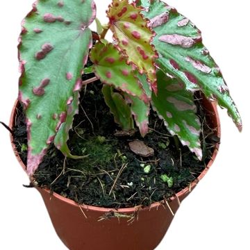 Begonia 'Pink Dottie'