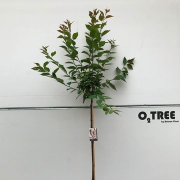 Prunus serrulata 'Kanzan'