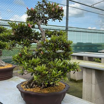 Rhododendron indicum 'Nikko'