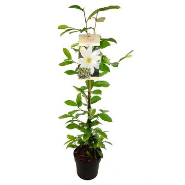 Magnolia FAIRY MAGNOLIA WHITE