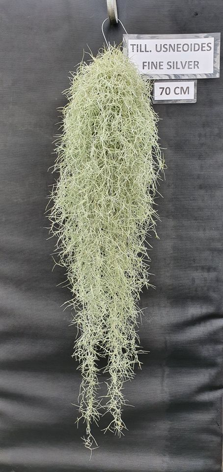 Tillandsia usneoides