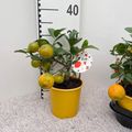 Citrus x limonia 'Rangpur'