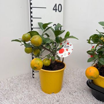 Citrus x limonia 'Rangpur'