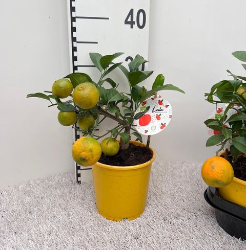 Citrus x limonia 'Rangpur'