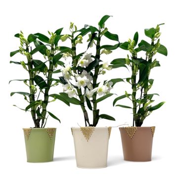 Dendrobium nobile STAR CLASS APOLLON