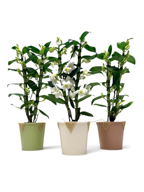 Dendrobium nobile STAR CLASS APOLLON