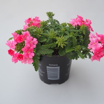 Verbena MAGELANA LIPSTICK