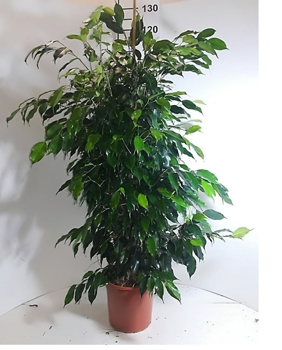 Ficus benjamina 'Danielle' — Pflanzengroßhandel FlorAccess
