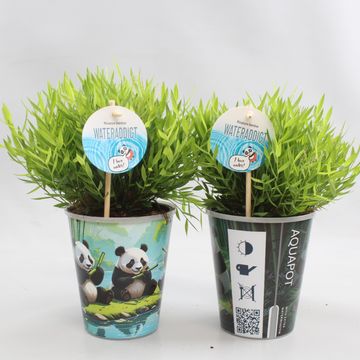 Pogonatherum 'Monica'