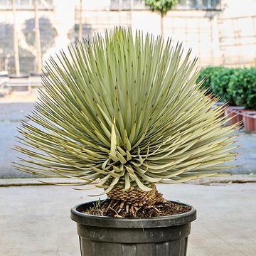 Yucca thompsoniana