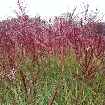 Miscanthus sinensis 'Red Chief'