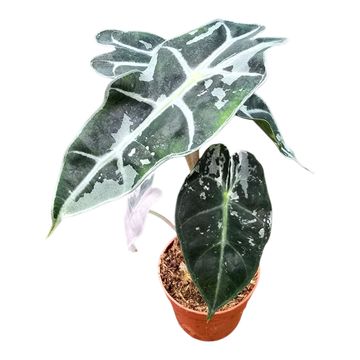 Alocasia 'Polly Variegata'
