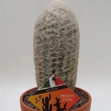 Espostoa melanostele