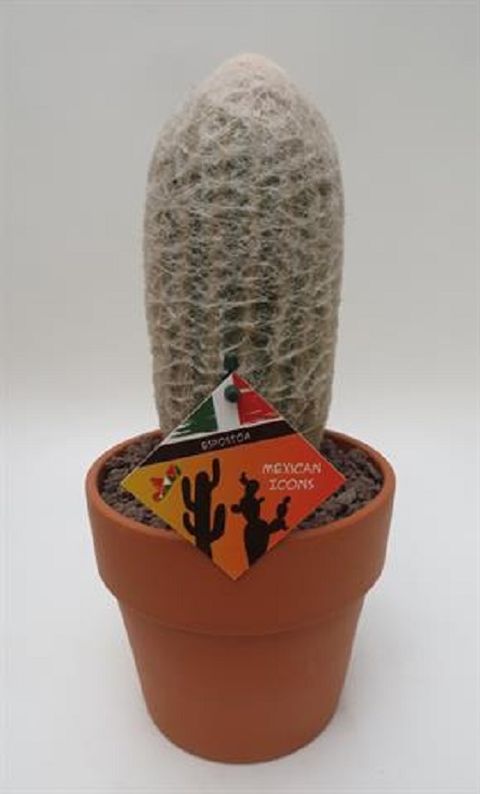 Espostoa melanostele