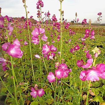 Sidalcea 'Partygirl'