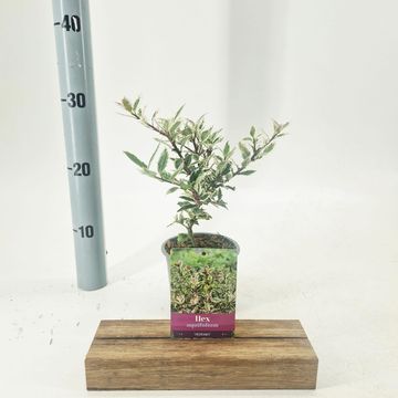 Ilex aquifolium 'Ingramii'